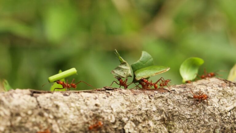 How Do Ants Build Their Colonies?