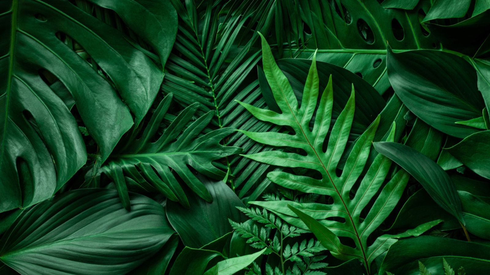 plants leaves