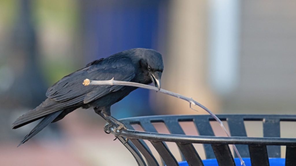 bird crow